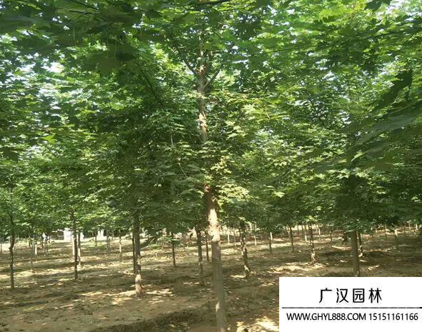 娜塔櫟