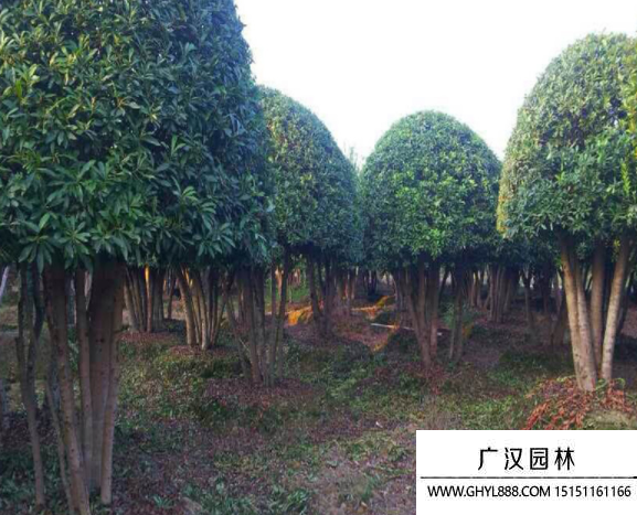 叢生大葉女貞