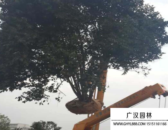 叢生大葉女貞