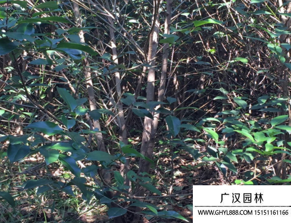 叢生大葉女貞
