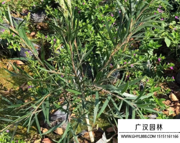 串錢柳