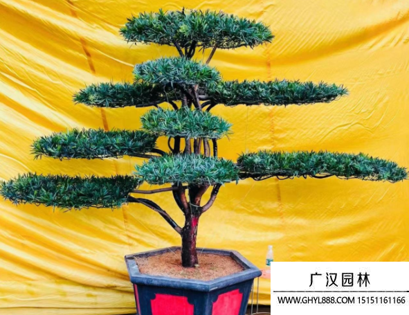 造型羅漢松