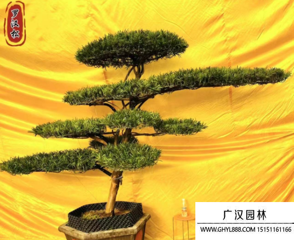 造型羅漢松