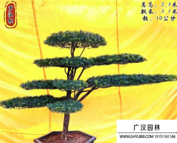 造型羅漢松