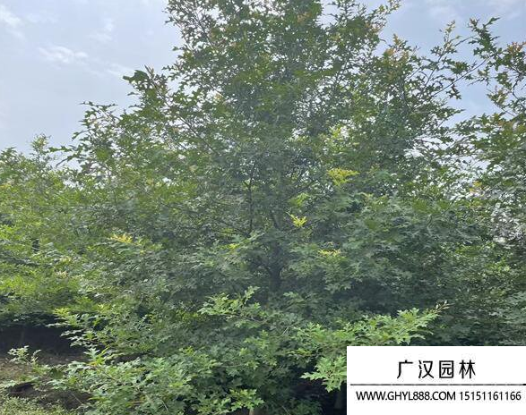 娜塔櫟