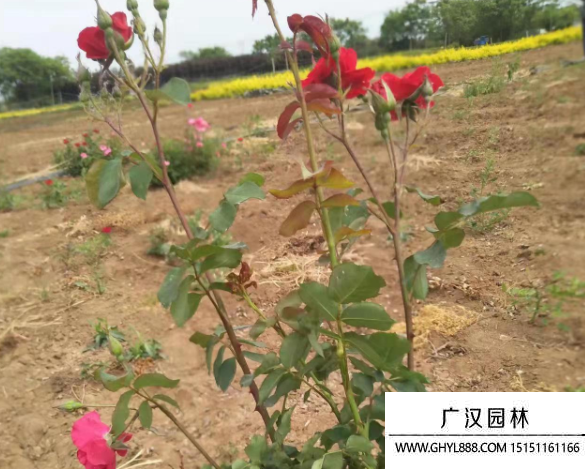 紅帽月季