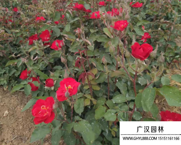 紅帽月季