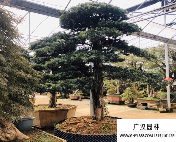 造型羅漢松