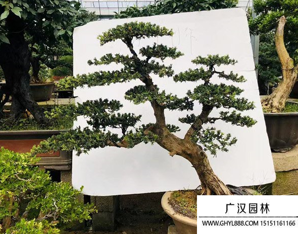 造型羅漢松