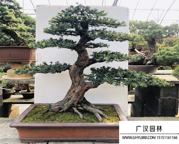 造型羅漢松