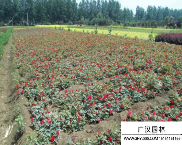 紅帽月季
