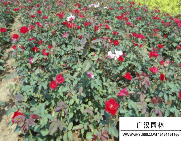紅帽月季