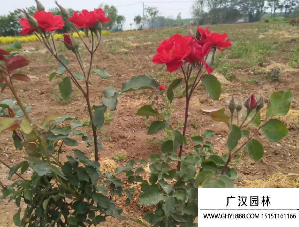 紅帽月季