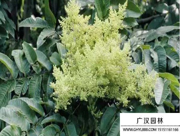 鹽膚木