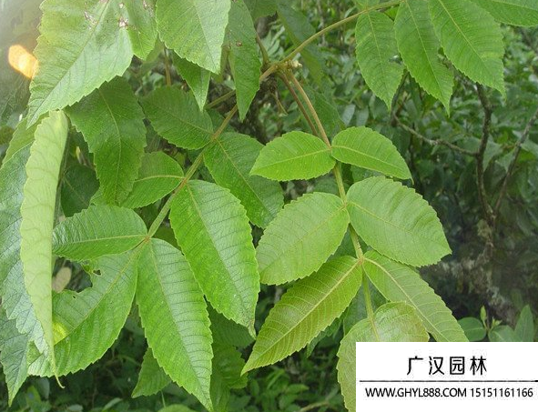 鹽膚木