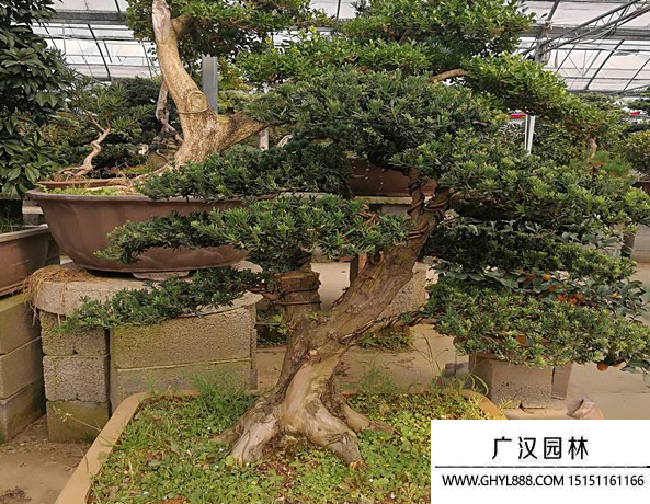 造型羅漢松