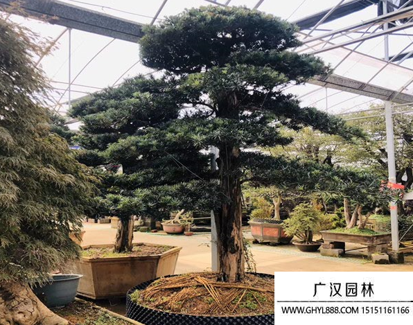造型羅漢松
