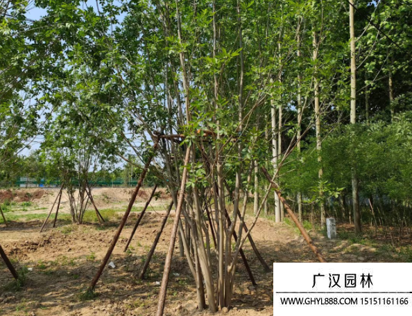 叢生白蠟