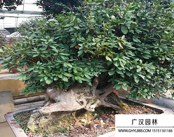 五彩杜鵑