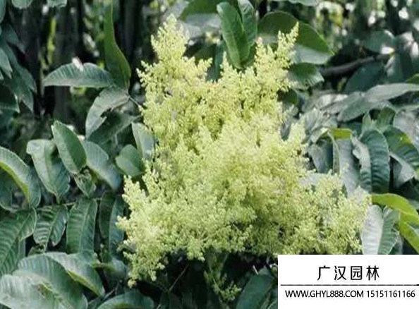 鹽膚木