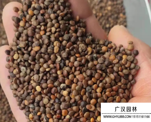 鹽膚木種子