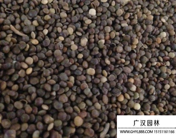 鹽膚木種子