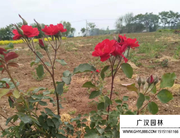 紅帽月季