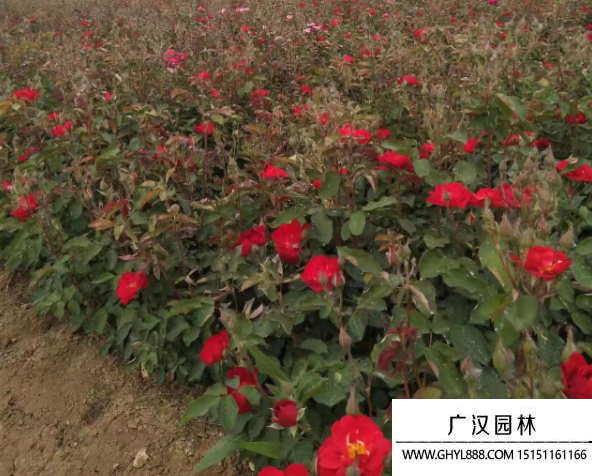 紅帽月季