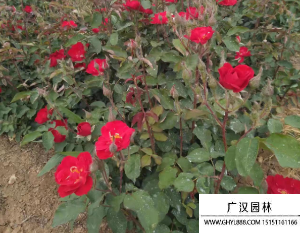 紅帽月季