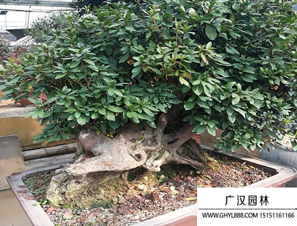 五彩杜鵑