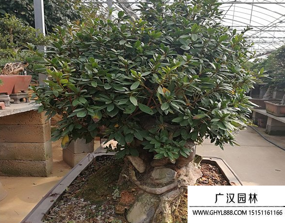 五彩杜鵑
