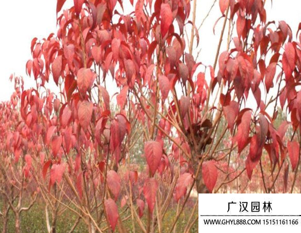 紅葉櫻花