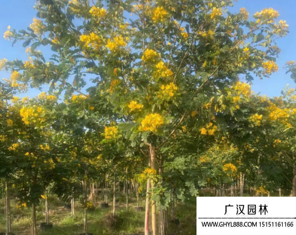 黃花槐