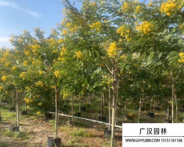 黃花槐