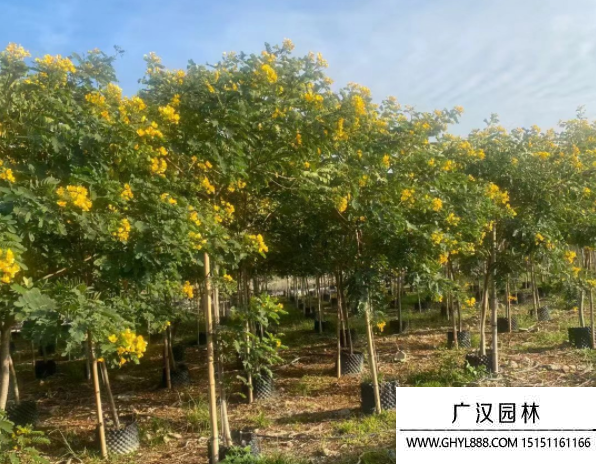 黃花槐