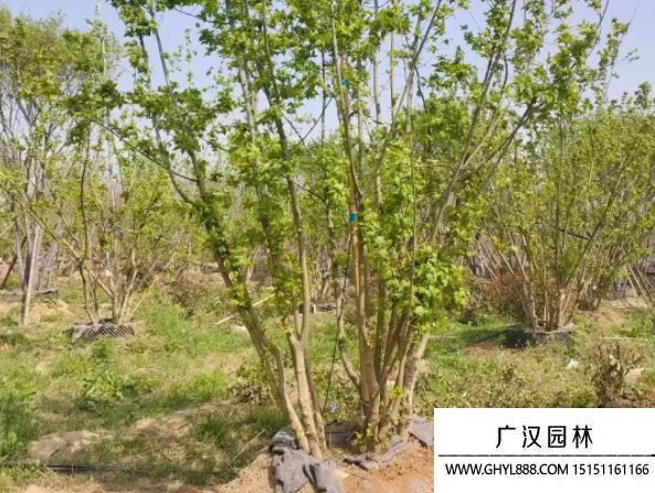 叢生茶條槭