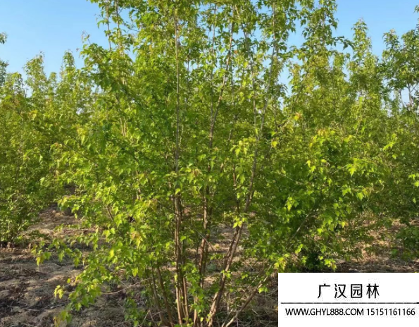 叢生茶條槭