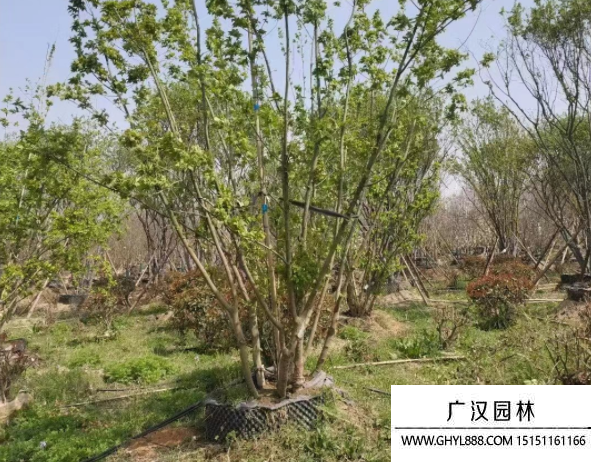 叢生茶條槭