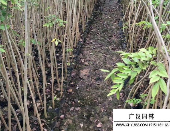 黃花梨小苗
