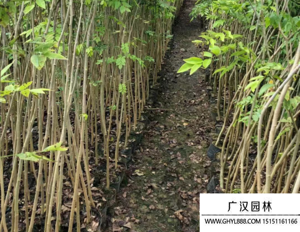 黃花梨小苗