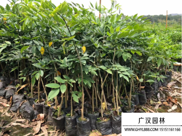 黃花梨小苗
