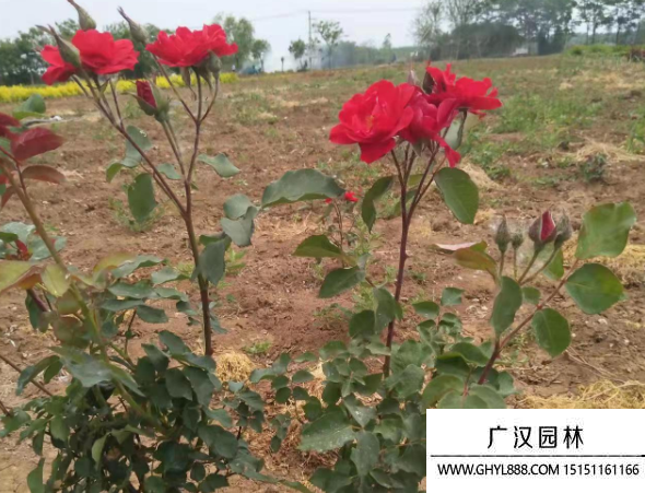 小紅帽月季