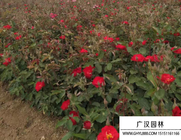 小紅帽月季