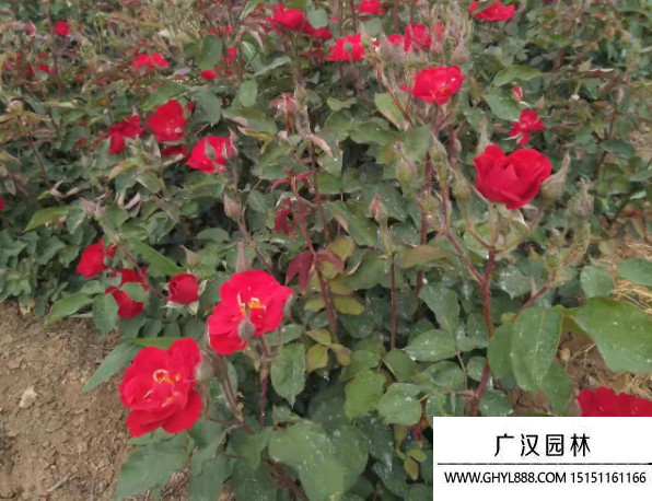 小紅帽月季
