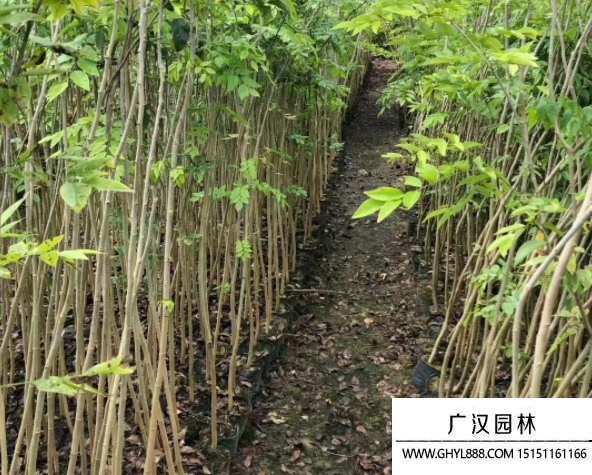 黃花梨