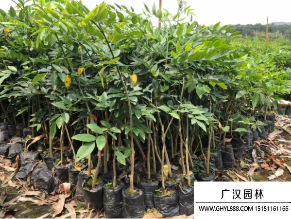 黃花梨