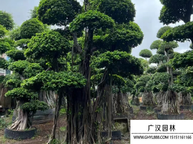 榕樹