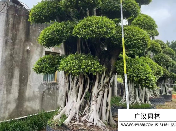 榕樹