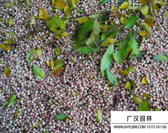 榕樹種子
