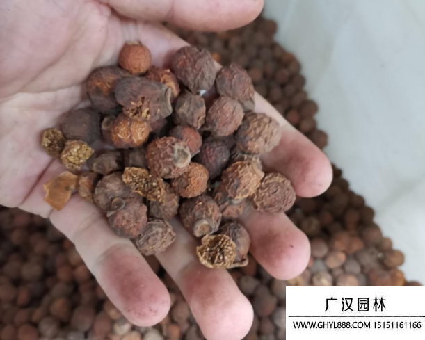 榕樹種子